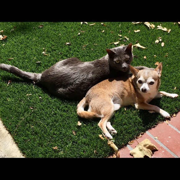 Meet your Posher, Bonnie - Picture 2 of 4